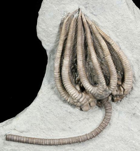 Very D Agaricocrinus Crinoid With Stem - Indiana #31324